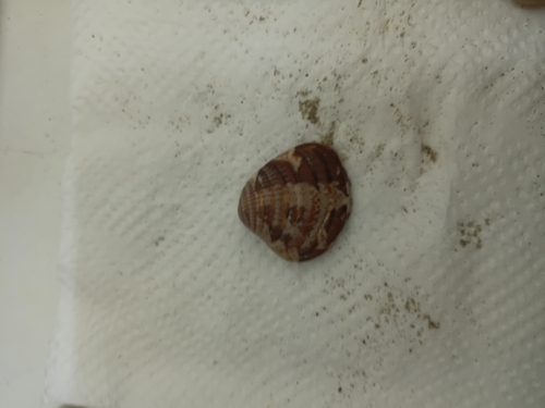 Chione subimbricata observed 2026-10-04
