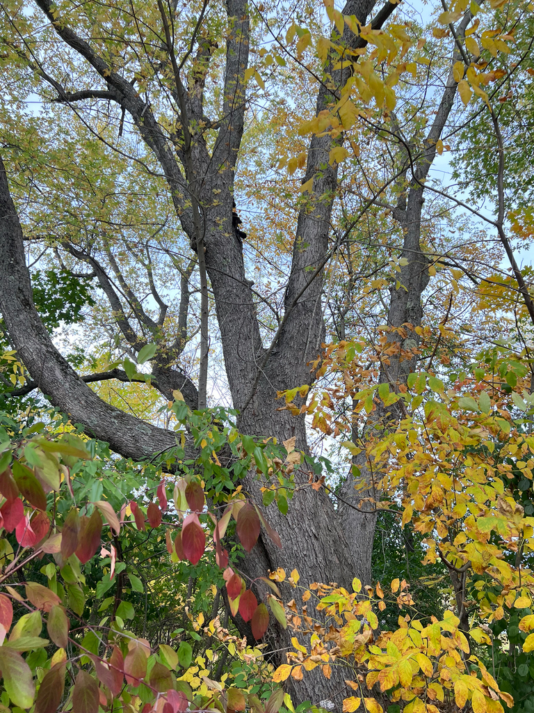 A big old many-trunked tree with a yellowing crown, ringed by young trees turning yellow, orange and red.