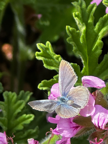 Lesser Grass Blue