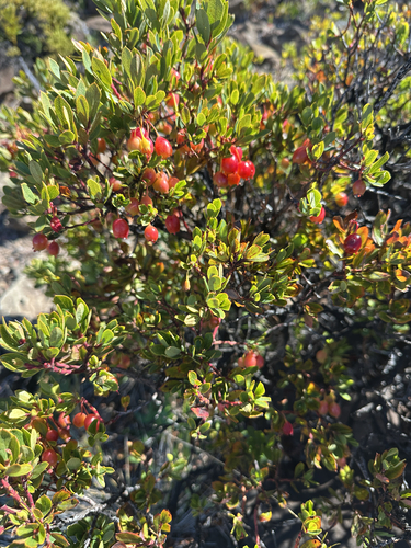 Vaccinium reticulatum observed 2026-10-04