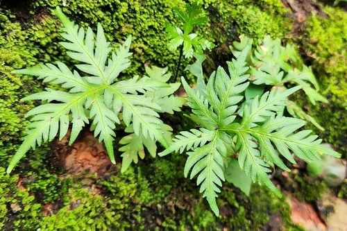 Doryopteris concolor observed 2026-10-02