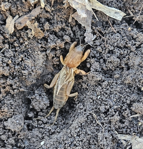 Northern Mole Cricket