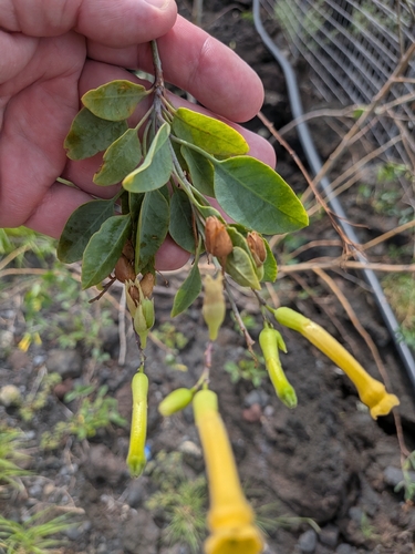 Nicotiana glauca observed 2026-09-26