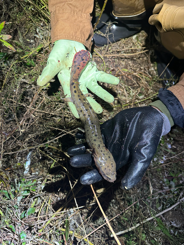 Common Mudpuppy observed by hanrj
