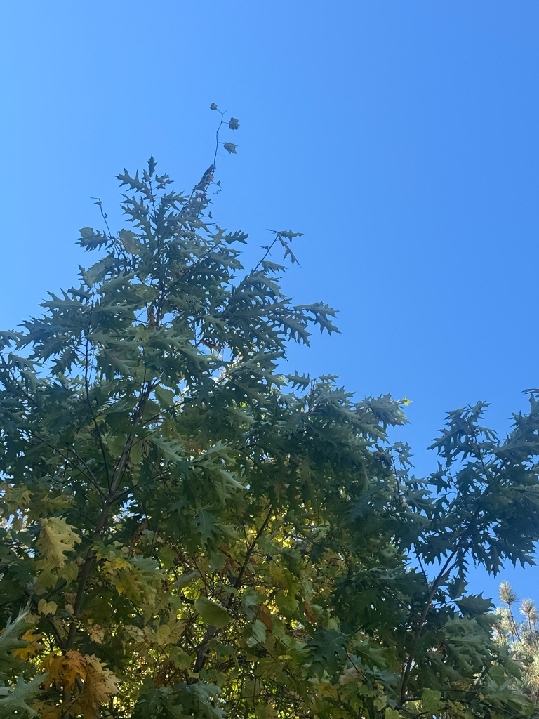 The top of a young scarlet oak still dark green, a little yellow showing lower down, against a clear sky.