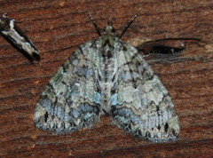 Hydriomena renunciata