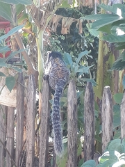 Callithrix geoffroyi