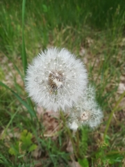 Taraxacum officinale