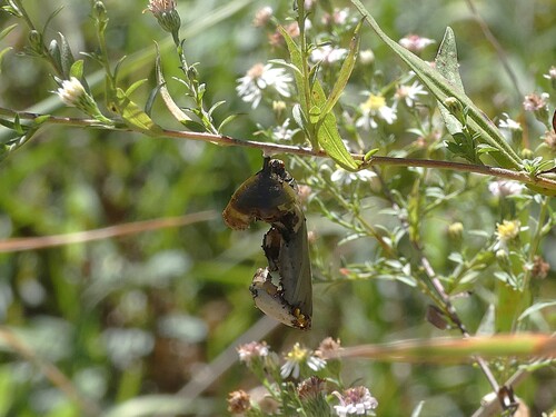 Monarch