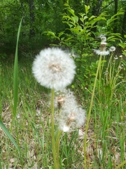 Taraxacum officinale