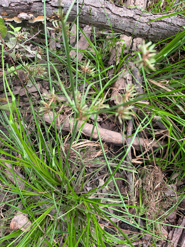 Cyperus ochraceus observed 2026-10-04