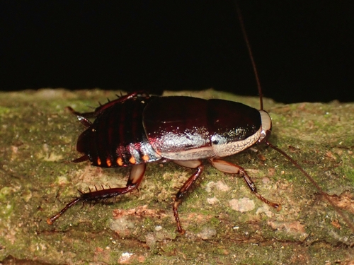 Pelmatosilpha coriacea