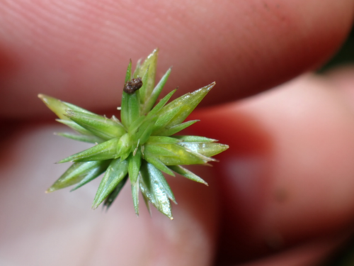 Juncus prismatocarpus observed 2026-10-04