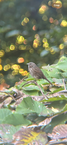 Song Sparrow