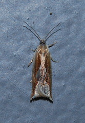 Ancylis diminuatana