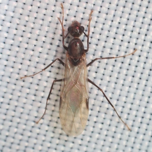 Six-spotted Carpenter Ant