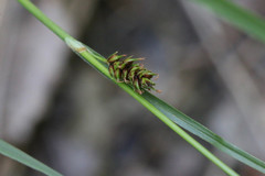 Carex binervis