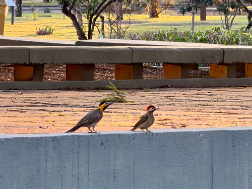 Green-barred Woodpecker