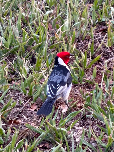 Red-cowled Cardinal