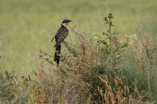 iNaturalist image
