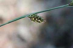 Carex binervis