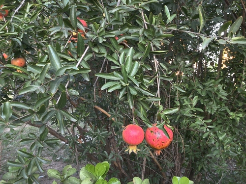 pomegranate