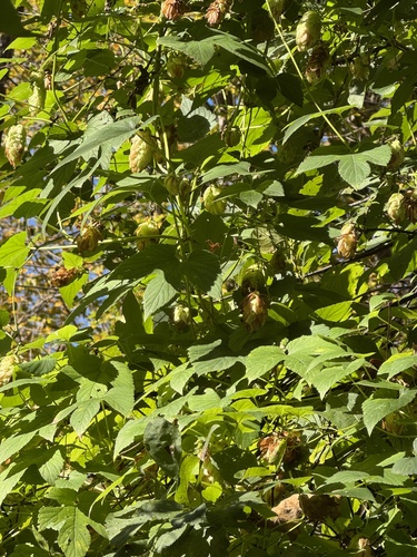 Humulus americanus, 2026-10-04