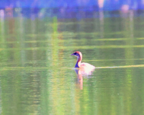 Pied-billed Grebe