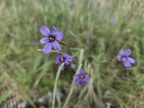 Sisyrinchium bellum observed 2026-10-04