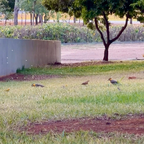 Campo Flicker