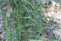 Carex binervis