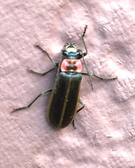 Podabrus brevicollis