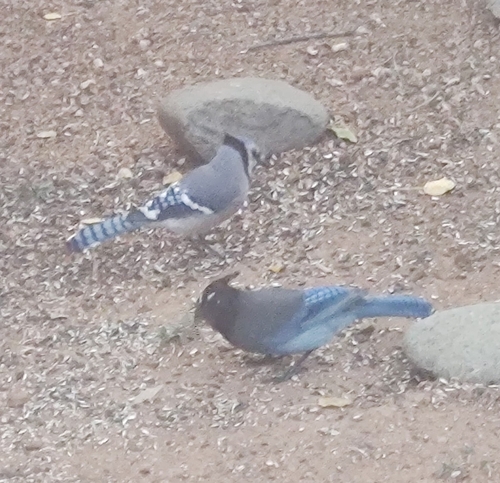 Blue Jay