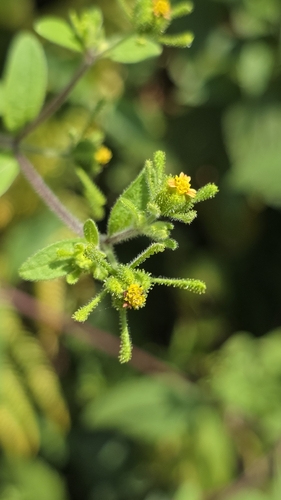 Sigesbeckia orientalis observed 2026-10-04