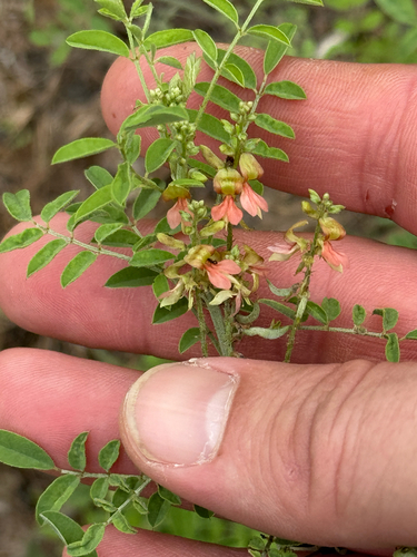 Indigofera suffruticosa observed 2026-10-04