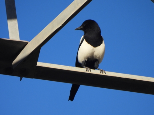 Oriental Magpie