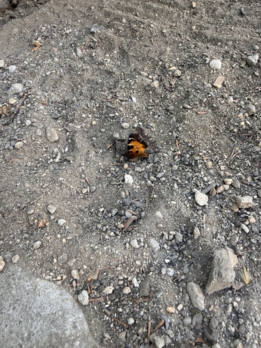 California Tortoiseshell