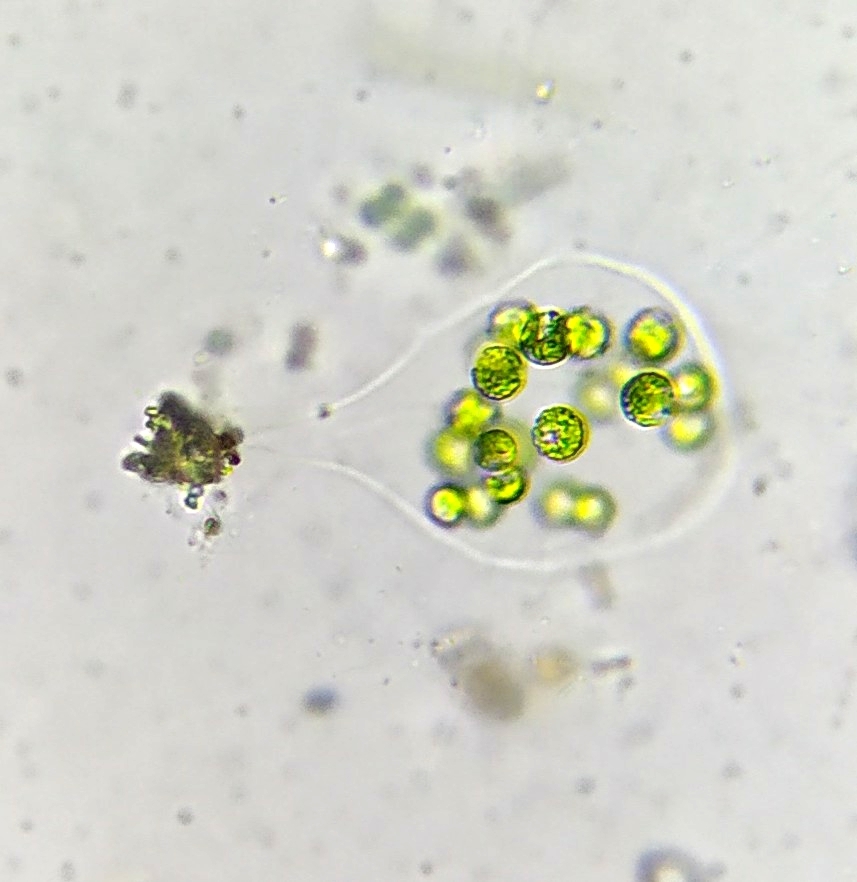 Apiocystis