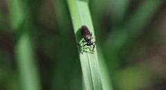 Dioctria atricapilla