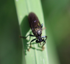 Dioctria atricapilla