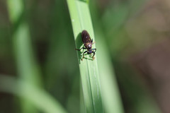 Dioctria atricapilla