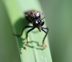 Dioctria atricapilla