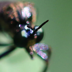 Dioctria atricapilla