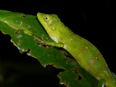 Pseudocalotes tympanistriga