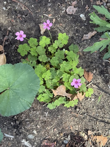 pink-sorrel