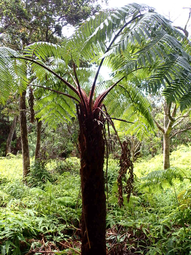 Cibotium menziesii observed 2026-10-04
