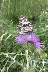 Melanargia occitanica