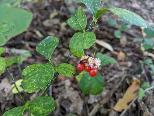 Running Strawberry-bush