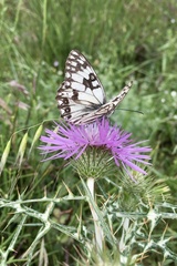 Melanargia occitanica