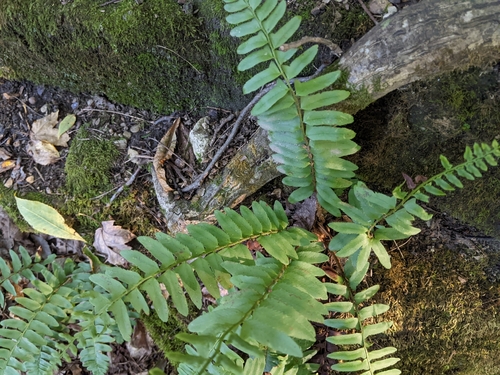 Christmas fern